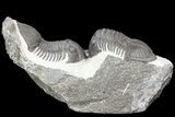 Two Paralejurus Trilobites - Ofaten, Morocco #80326-2